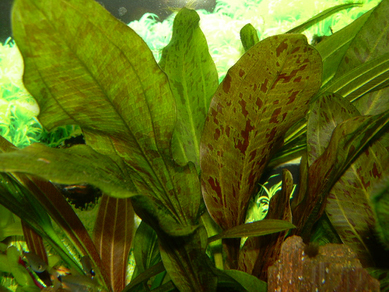 Эхинодорус Оцелот красный (Echinodorus Ozelot var. Red)