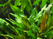 Криптокорина Лютея (Cryptocoryne lutea)