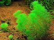 Лимнофила разнолистная (Limnophila heterophylla)