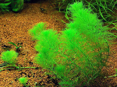 Лимнофила разнолистная (Limnophila heterophylla)