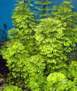 Лимнофила разнолистная (Limnophila heterophylla)