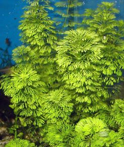 Лимнофила разнолистная (Limnophila heterophylla)