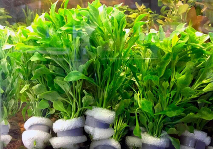 Альтернантера Бетзикиана зеленая (Alternanthera ficoidea Bettzickiana var. Green)