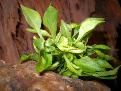 Альтернантера Бетзикиана зеленая (Alternanthera ficoidea Bettzickiana var. Green)