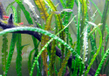 Криптокорина обратноспиральная (Cryptocoryne retrospiralis)