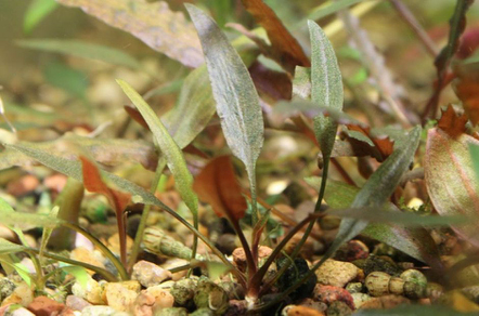 Криптокорина Валкера (Cryptocoryne walkeri)