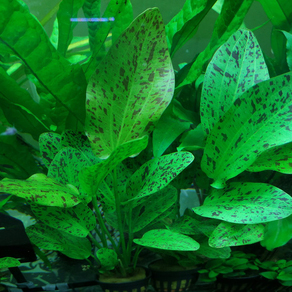 Эхинодорус Оцелот зеленый (Echinodorus Ozelot var. Green)