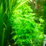 Лимнофила разнолистная (Limnophila heterophylla)