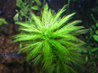 Перистолистник водный (Myriophyllum aquaticum)