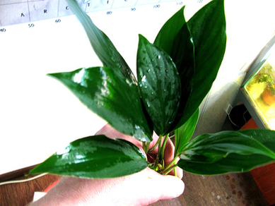 Аглаонема (Aglaonema specie)