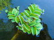 Сальвиния плавающая (Salvinia natans)