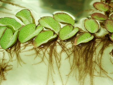 Сальвиния плавающая (Salvinia natans)