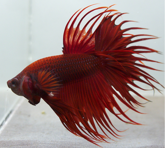 Петушок "Сиамская корона" (Betta splendens var.)