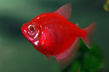 Тернеция Glo Fish красная (Gymnocorymbus ternetzi var.)