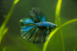 Петушок двухвостый (Betta splendens var. Two-tailed)