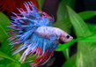 Петушок "Сиамская корона" (Betta splendens var.)