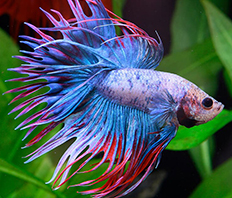 Петушок "Сиамская корона" (Betta splendens var.)