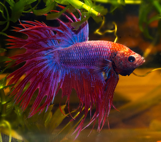 Петушок "Сиамская корона" (Betta splendens var.)