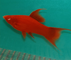 Меченосец рубиновый (Xiphophorus hellerii var.)