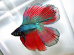 Петушок двухвостый (Betta splendens var. Two-tailed)