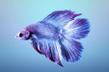 Петушок двухвостый (Betta splendens var. Two-tailed)