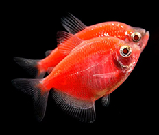 Тернеция Glo Fish красная (Gymnocorymbus ternetzi var.)