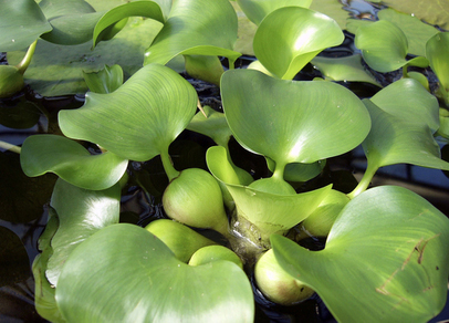 Эйхорния отличная (Eichhornia crassipes)