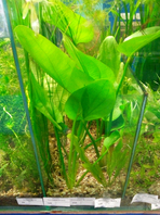 Эхинодорус Флоридес (Echinodorus Floridus)