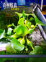 Эйхорния отличная (Eichhornia crassipes)