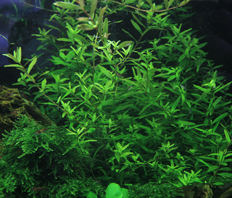 Ротала круглолистная зеленая (Rotala rotundifolia var. Green)