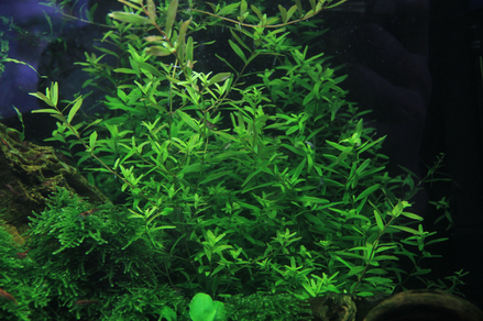 Ротала круглолистная зеленая (Rotala rotundifolia var. Green)