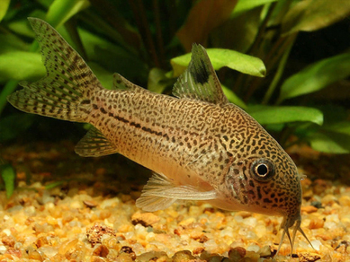 Коридорас Джули (Corydoras julii)