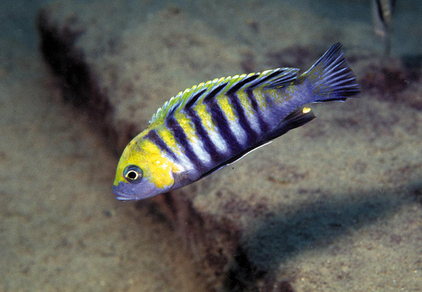 Цинотиляпия "Кобуе" (Cynotilapia afra sp. Cobue)