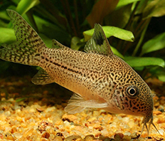 Коридорас Джули (Corydoras julii)