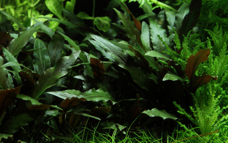 Криптокорина Петча (Cryptocoryne Petchii)