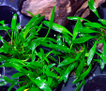 Криптокорина парва (Cryptocoryne parva)