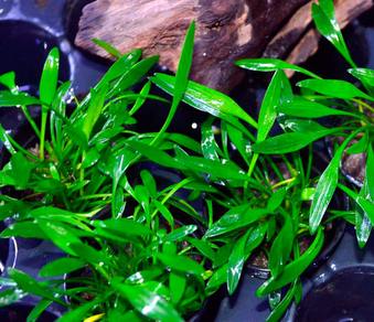 Криптокорина парва (Cryptocoryne parva)