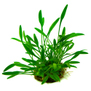 Криптокорина парва (Cryptocoryne parva)