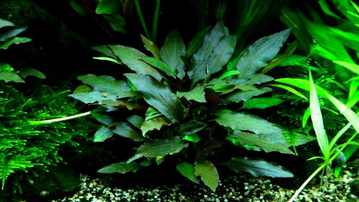 Криптокорина Петча (Cryptocoryne Petchii)