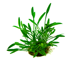 Криптокорина парва (Cryptocoryne parva)