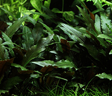 Криптокорина Петча (Cryptocoryne Petchii)