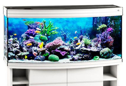 Аквариум Biodesign Altum Panoramic 300 беленый дуб