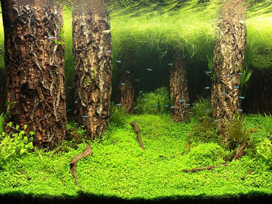 Фон для аквариума двухсторонний "Затопленный лес/Камни с растениями" 50x100 см (9086/9087)