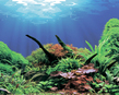 Фон "Морские кораллы/Подводный мир" 50x100 см двухсторонний для аквариума (9096-1/9097)