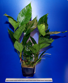 Анубиас разнолистный (Anubias heterophylla)