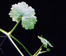 Гидрокотила сибторпиоидес (Hydrocotyle sibthorpioides)