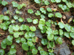 Гидрокотила сибторпиоидес (Hydrocotyle sibthorpioides)