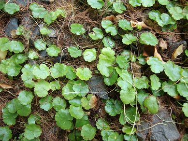 Гидрокотила сибторпиоидес (Hydrocotyle sibthorpioides)