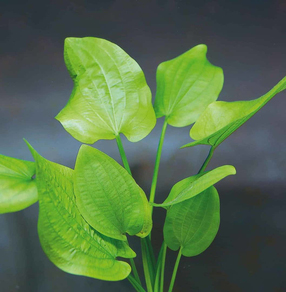 Эхинодорус сердцевидный (Echinodorus cordifolius)