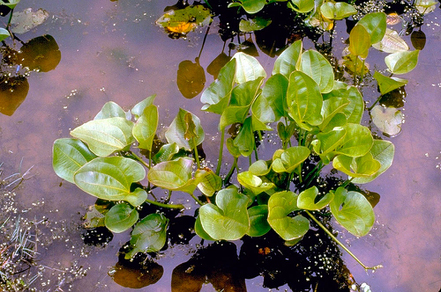 Эхинодорус сердцевидный (Echinodorus cordifolius)